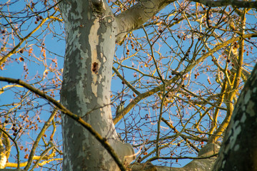 Glimpse in the plane trees, little bird on the branch, at the end of winter under an azure sky
