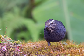 view of a beautiful bird in nature