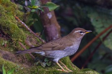 view of a beautiful bird in nature