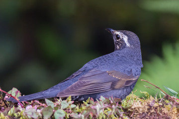 view of a beautiful bird in nature