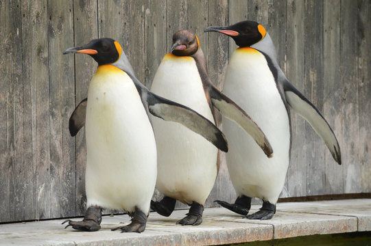 the tree stooges (pengi, pinping and pingu)