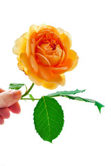 Yellow rose flower in hand isolated on a white background.