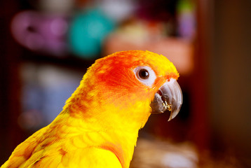 Cute sun conure eating and looking at the camera.