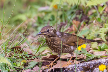 view of a beautiful bird in nature