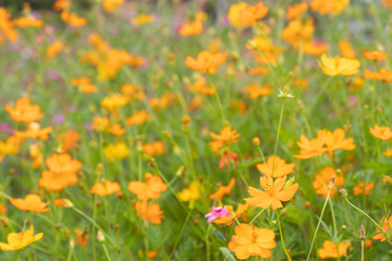 Obraz na płótnie Canvas Orange flowers in the garden background