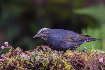 view of a beautiful bird in nature