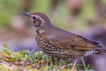 view of a beautiful bird in nature