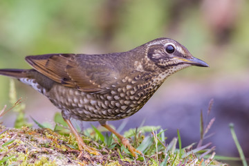 view of a beautiful bird in nature