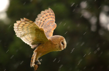 flight of the barn owl