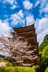 Fototapeta premium 桜と五重塔