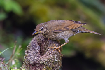 view of a beautiful bird in nature
