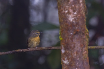 view of a beautiful bird in nature