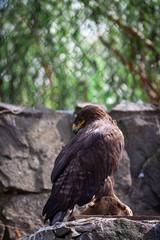 golden eagle close up