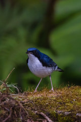 view of a beautiful bird in nature