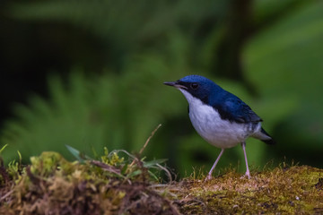 view of a beautiful bird in nature