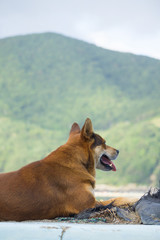 野良犬