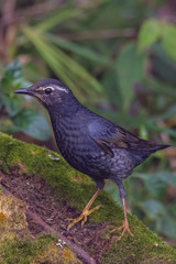 Obraz premium view of a beautiful bird in nature