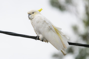 Sulphur-crested Cockatoo on a wire in the rain