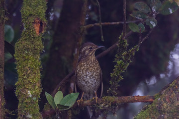 view of a beautiful bird in nature