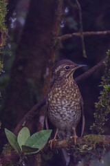 view of a beautiful bird in nature