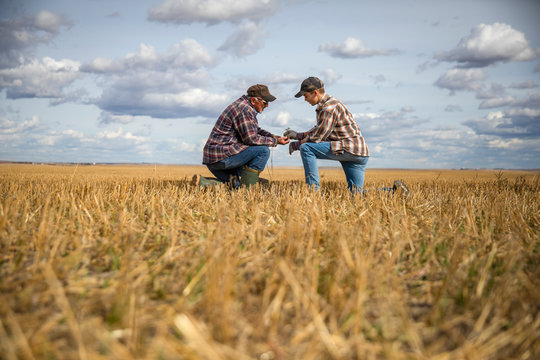 Grandfather and grandson farmers examining wheat crop