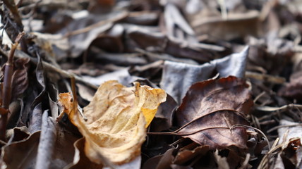 autumn leaves on ground