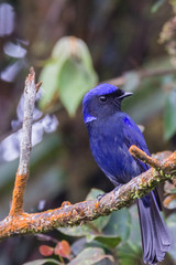 view of a beautiful bird in nature