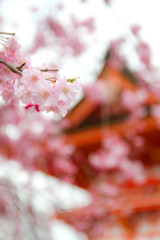 お花見