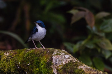 view of a beautiful bird in nature