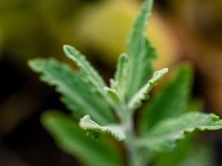 closeup of green leaf