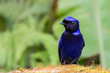 view of a beautiful bird in nature