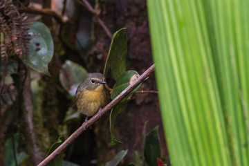 view of a beautiful bird in nature