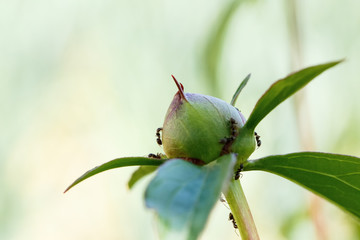 ants creep over the young bud of the peony