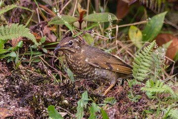 view of a beautiful bird in nature