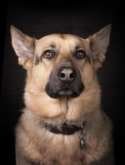 Portrait of a dog. German shepherd on a black background