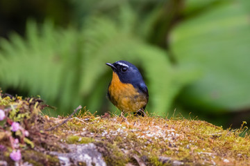 view of a beautiful bird in nature