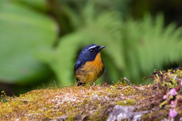 view of a beautiful bird in nature