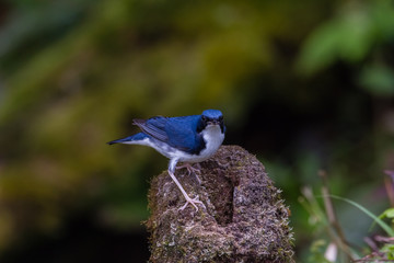view of a beautiful bird in nature