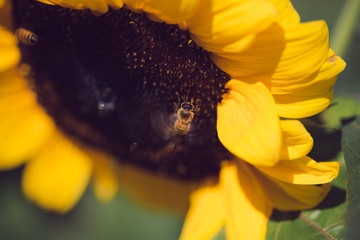 closeup of a bee on a yellow sunflower 2