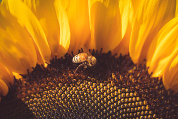 closeup of a yellow sunflower with a bee 1