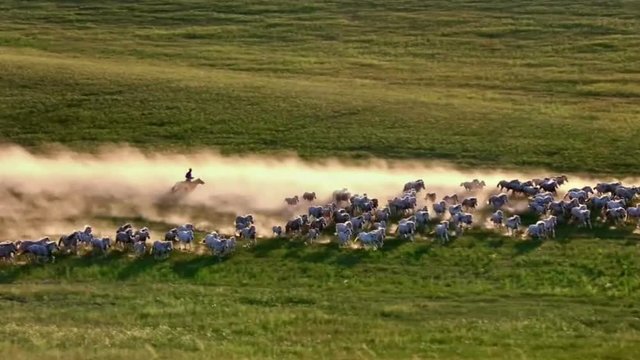 Aerial photography of herds of Mongolian horses on the grassland	
