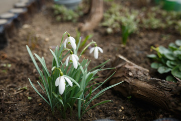 snowdrops bloom, white flowers blossomed in garden