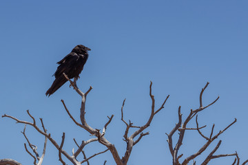 A Lone Raven Sits on the Branches of a Dead Tree in Canyonlands National Park