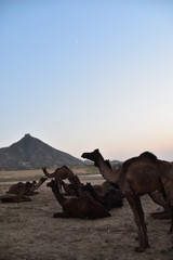 インドのラジャスタン州のプシュカル　一年に一度のラクダ祭期間中　美しい夕焼けと砂漠に集まるラクダの群れ
