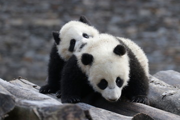 Close up Little Paby Panda , Wolong Giant Panda Nature Reserve, China