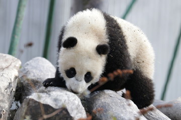 Obraz premium Close up Cute Baby Panda ,Wolong Giant Panda Nature Reserve, China