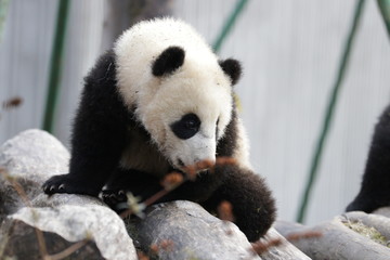 Obraz premium Close up Little Paby Panda , Wolong Giant Panda Nature Reserve, China