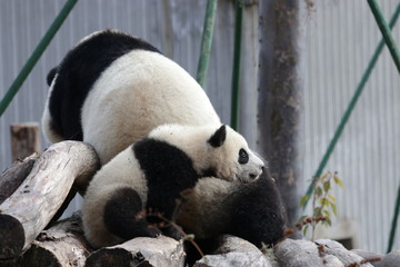 Panda Cub and Mother Panda, Wolong Giant Panda Nature Reserve, China