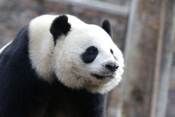 Fototapeta na wymiar Close up Beautiful Face of Giant Panda name LinBing, Wolong, china