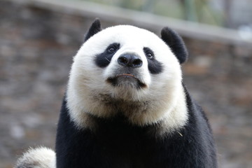 Obraz premium Close up Beautiful Face of Giant Panda name LinBing, Wolong, china